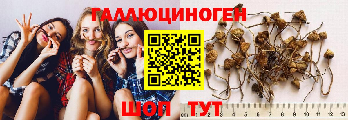 Псилоцибиновые грибы прущие грибы Камышлов