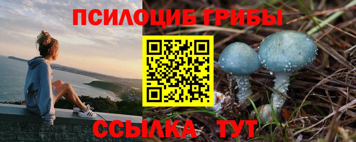 Псилоцибиновые грибы Psilocybe  Вход с VPN  Камышлов 